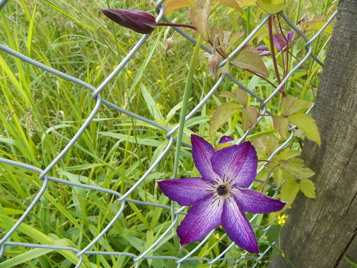 clematis Venosa Violacea