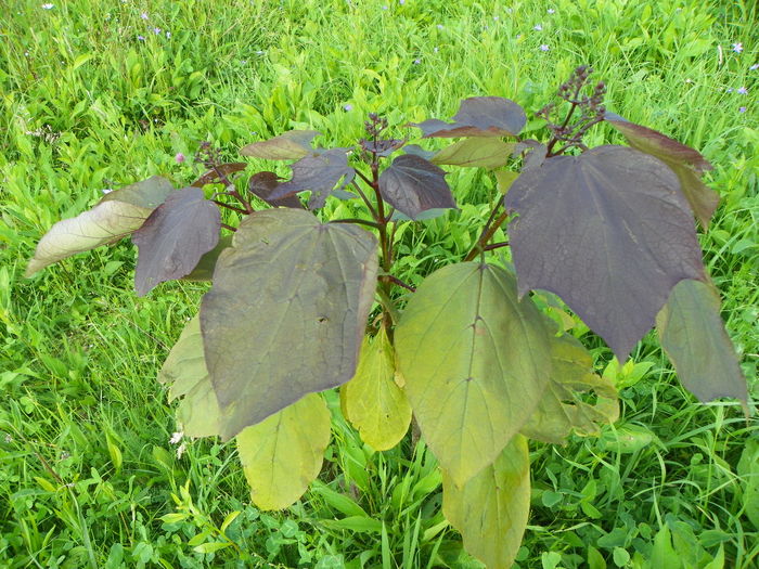 catalpa purpurea - z-Dobarland 2014