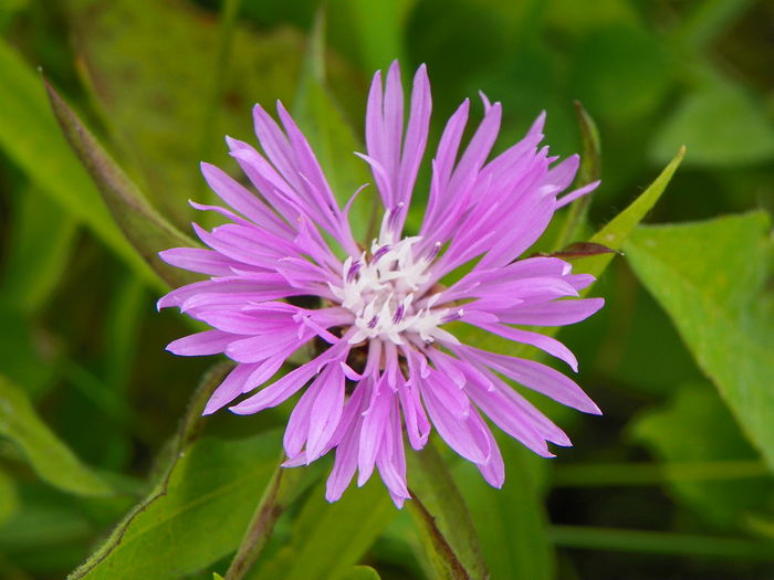 centaurea jacea