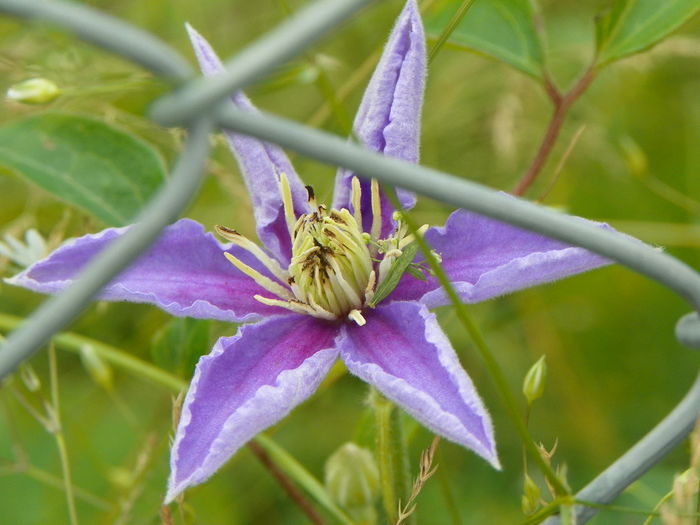 clematis Justa