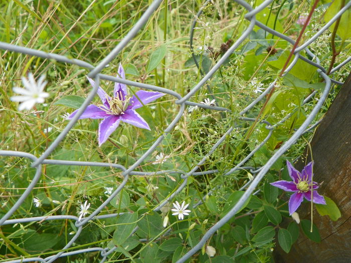 clematis Justa