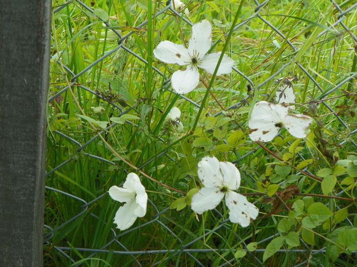 clematis Maria Cornelia