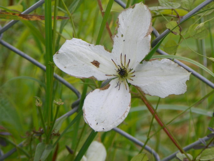 clematis Maria Cornelia