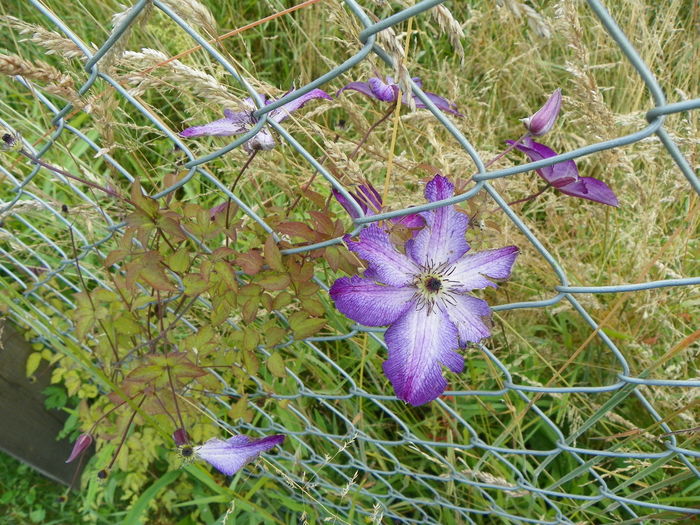 clematis Venosa Violacea