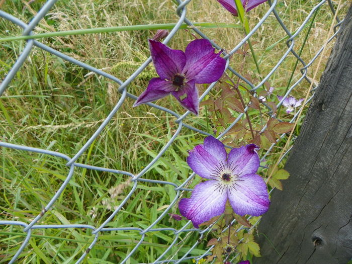 clematis Venosa Violacea