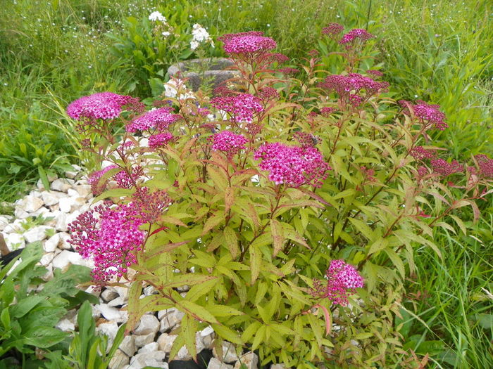 spiraea crispa