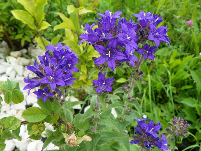 campanula glomerata