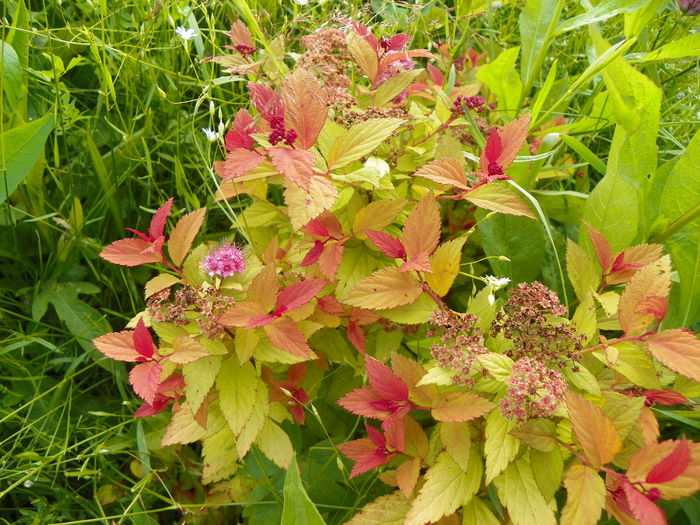 spiraea Magic Carpet