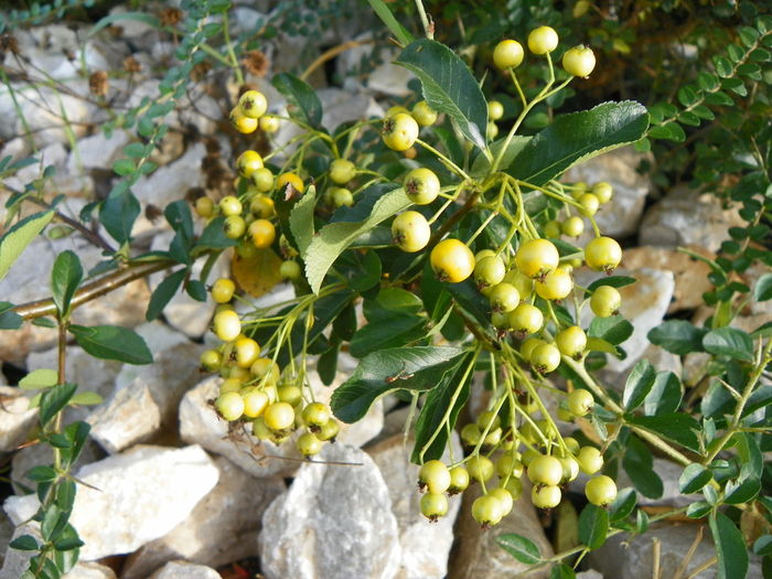 pyracantha Soleil dOr