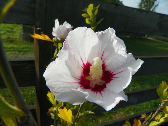 hibiscus syriacus