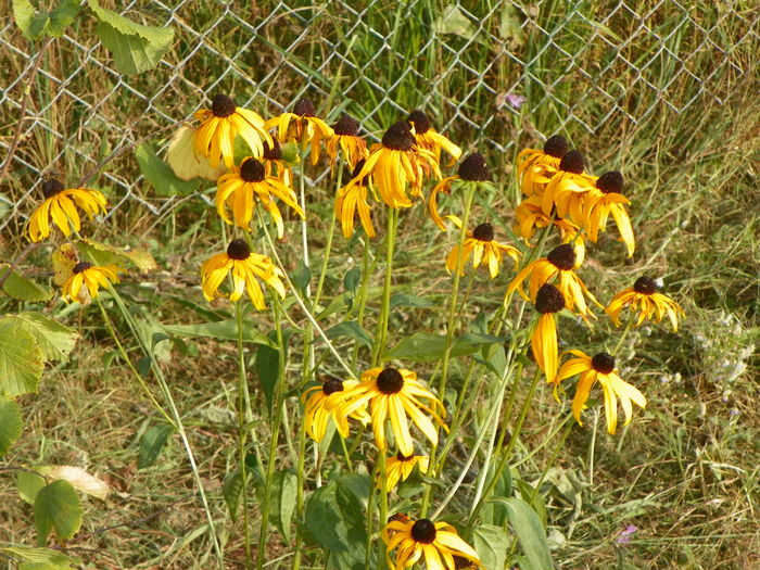 rudbeckia Goldsturm