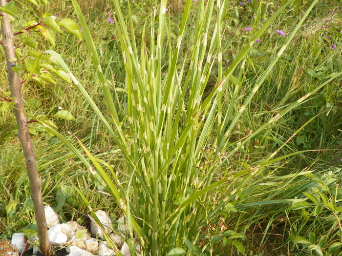 miscanthus Zebrinus