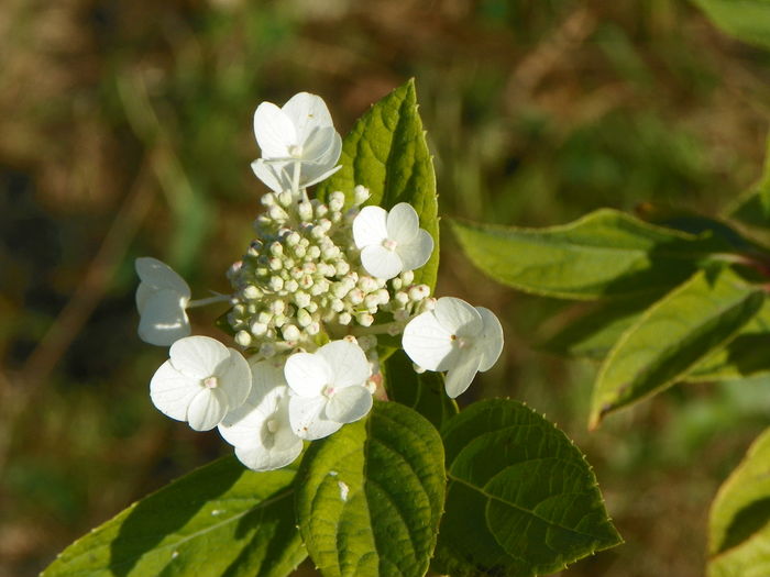 hydrangea paniculata Unique