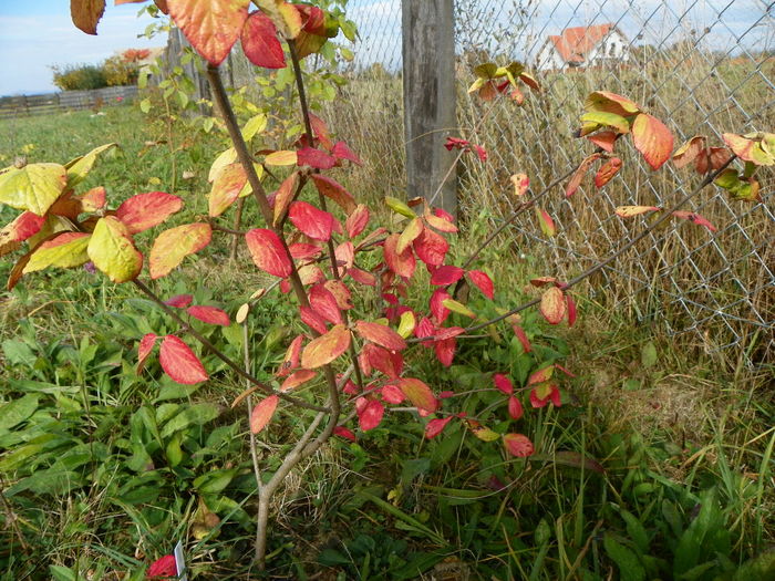 viburnum burkwoodii Anne Russell