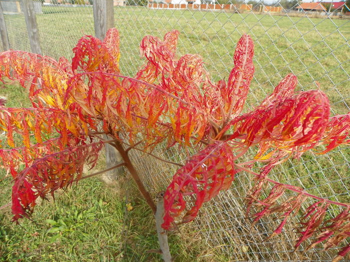 rhus typhina - z-Dobarland 2014