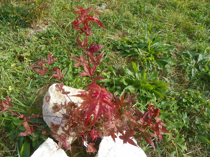 acer palmatum Beni Maiko