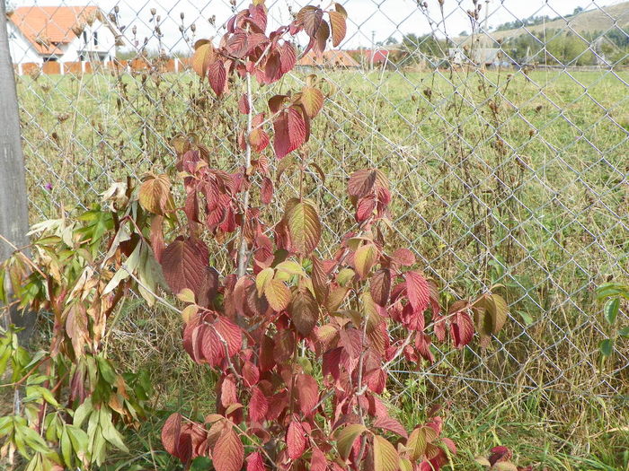 viburnum plic. Watanabe