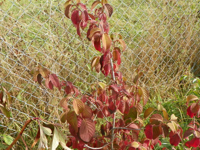 viburnum plic. Watanabe
