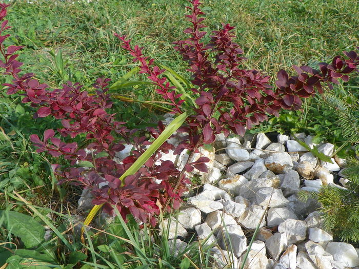 berberis Golden Ring