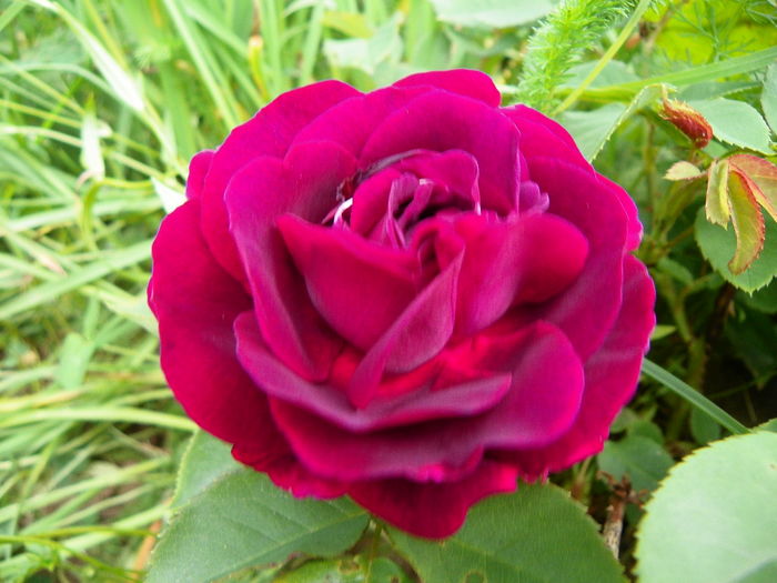 Souvenir du Doct. Jamain