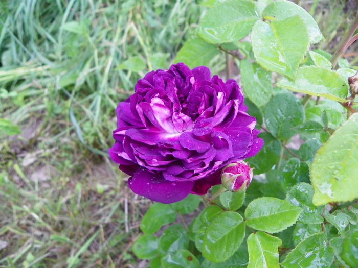 Cardinal de Richelieu