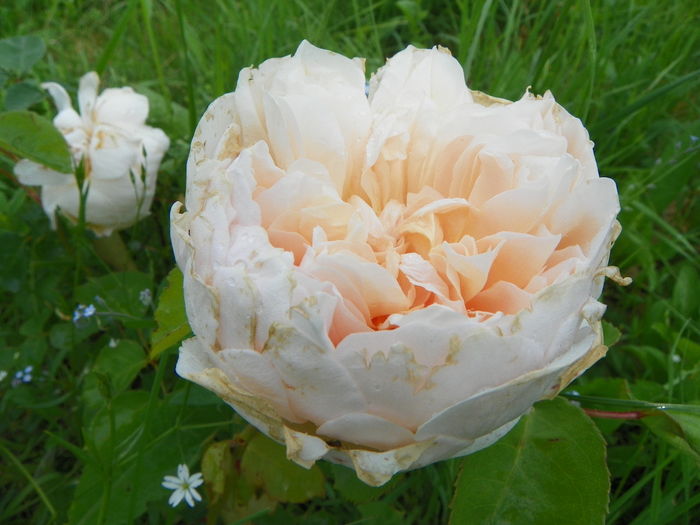 9 iun 114 - Trandafiri 2014