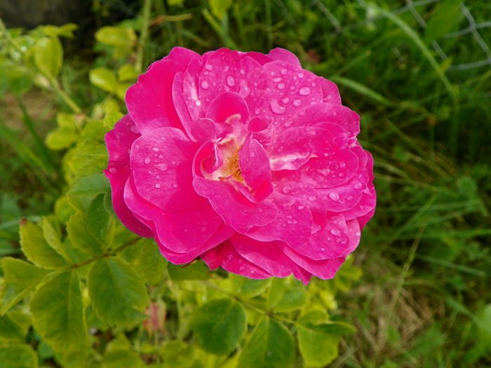 9 iun 121 - Trandafiri 2014