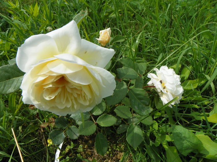 15 iun 096 - Trandafiri 2014