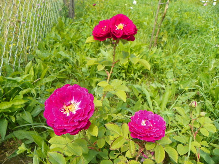 15 iun 101 - Trandafiri 2014