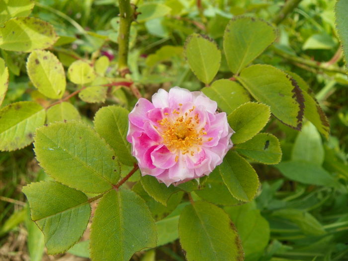 15 iun 102 - Trandafiri 2014