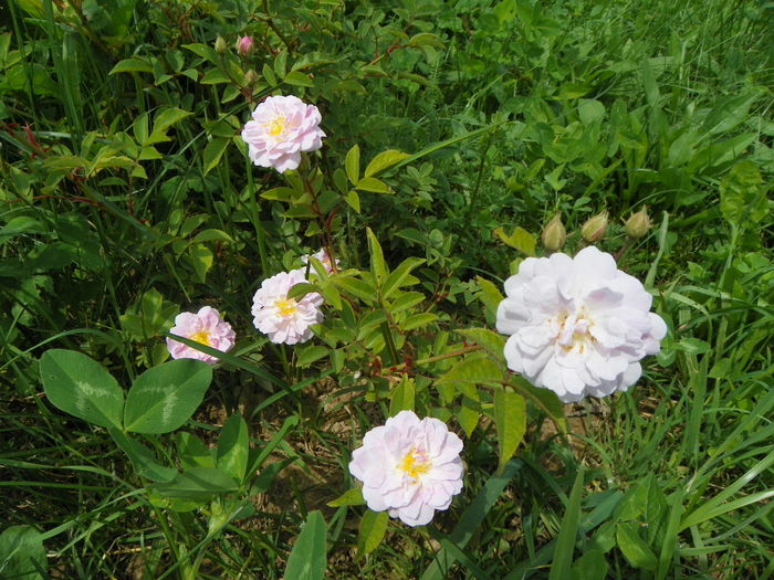 15 iun 103 - Trandafiri 2014