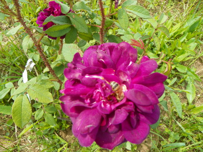 15 iun 107 - Trandafiri 2014