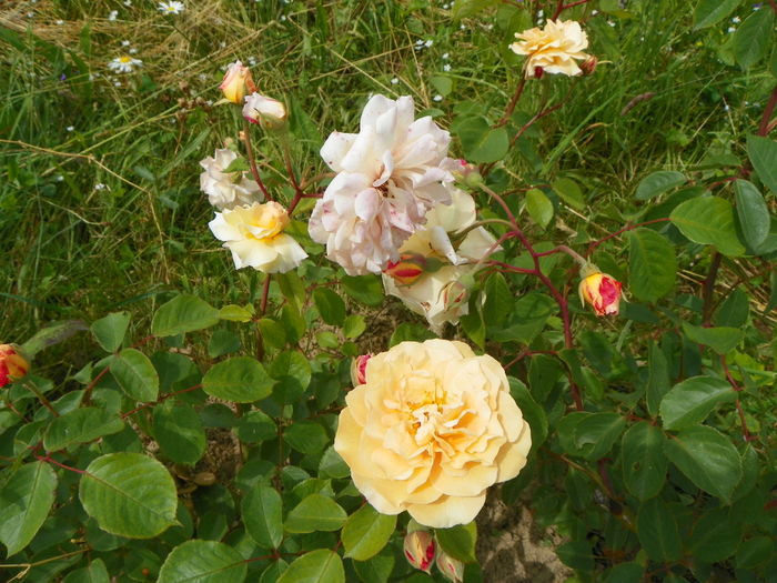 15 iun 108 - Trandafiri 2014