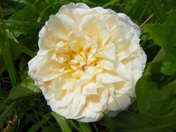 15 iun 110 - Trandafiri 2014