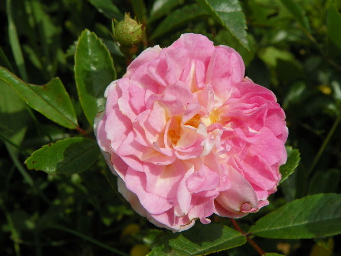 15 iun 113 - Trandafiri 2014