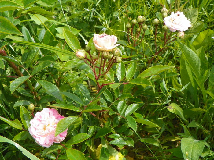 15 iun 115 - Trandafiri 2014