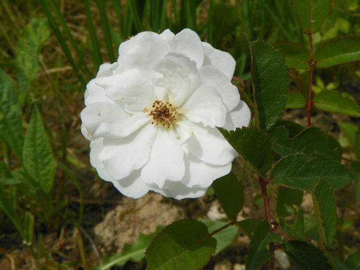 15 iun 116 - Trandafiri 2014