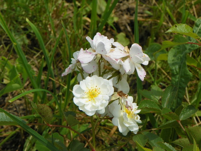 15 iun 118 - Trandafiri 2014