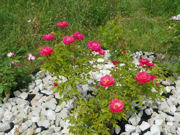 15 iun 119 - Trandafiri 2014