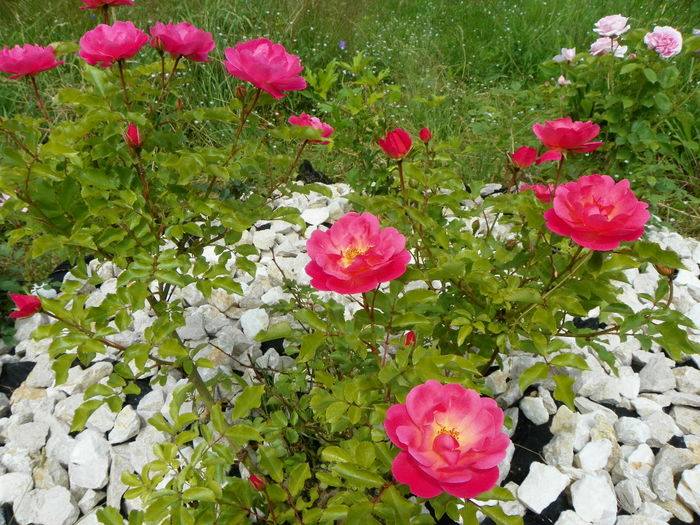 15 iun 124 - Trandafiri 2014