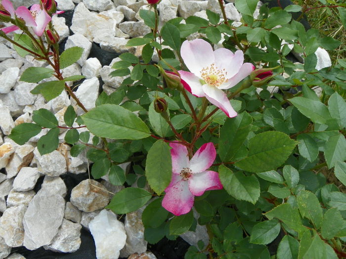 15 iun 126 - Trandafiri 2014