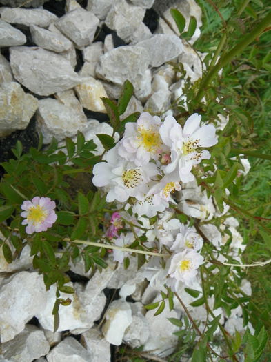 15 iun 127 - Trandafiri 2014