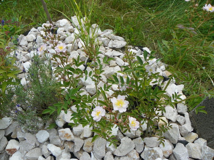 15 iun 128 - Trandafiri 2014