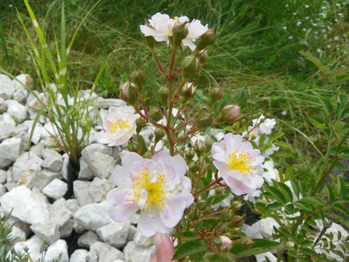 15 iun 129 - Trandafiri 2014