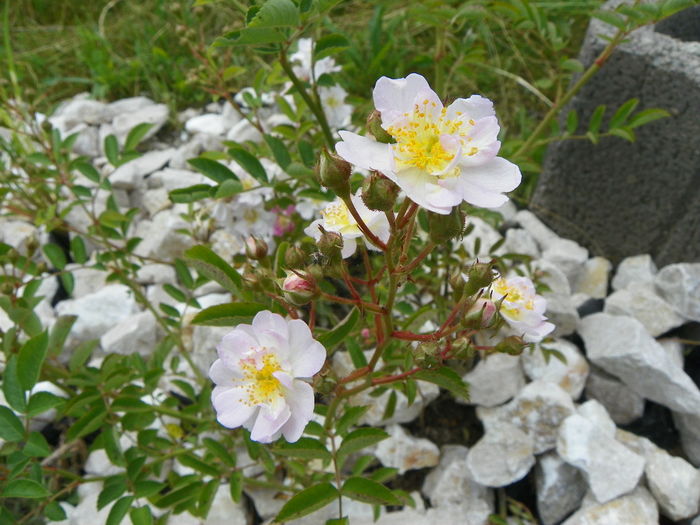 15 iun 130 - Trandafiri 2014