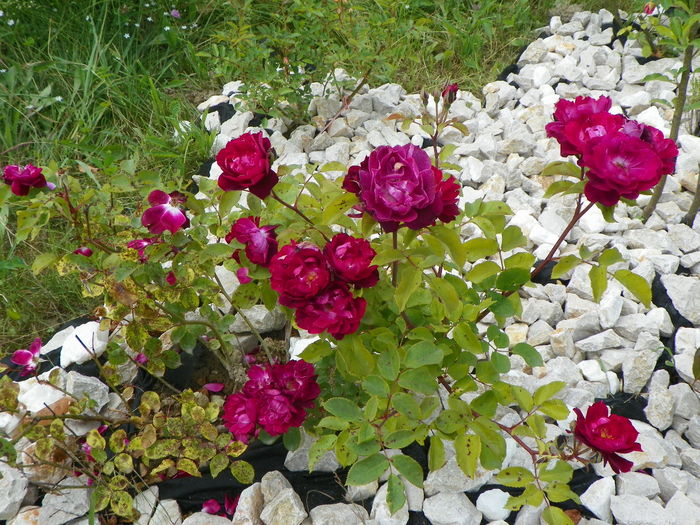 15 iun 131 - Trandafiri 2014