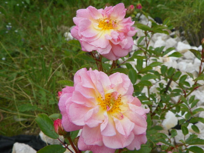 15 iun 134 - Trandafiri 2014