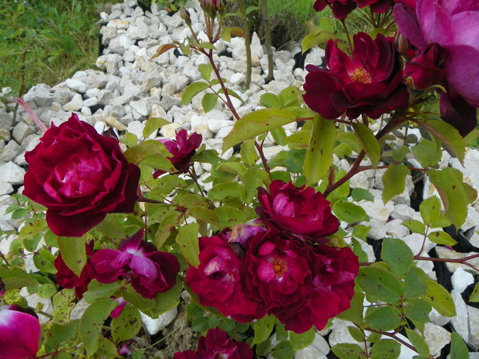 15 iun 135 - Trandafiri 2014