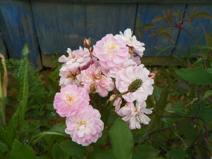 28 iun 004 - Trandafiri 2014