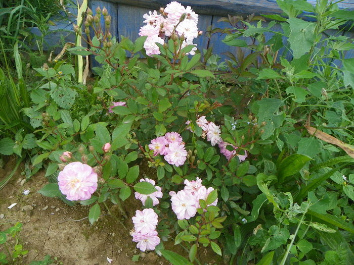 28 iun 005 - Trandafiri 2014